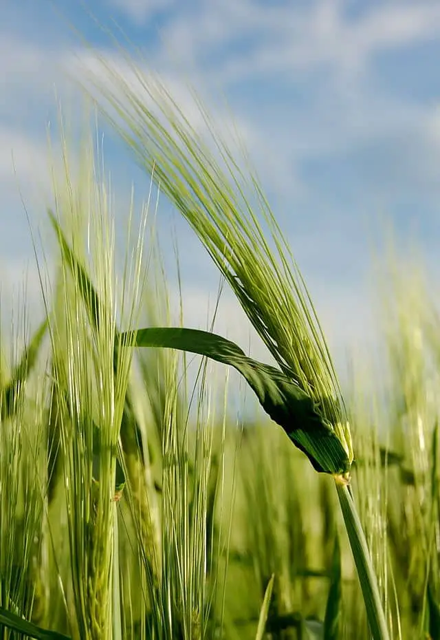 Is Barley (or Malt) Gluten Free?