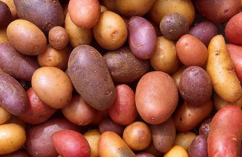 potato types