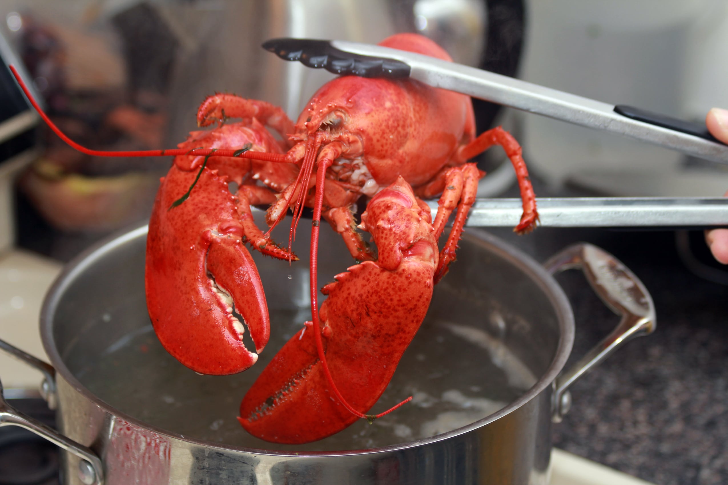 boiled lobster