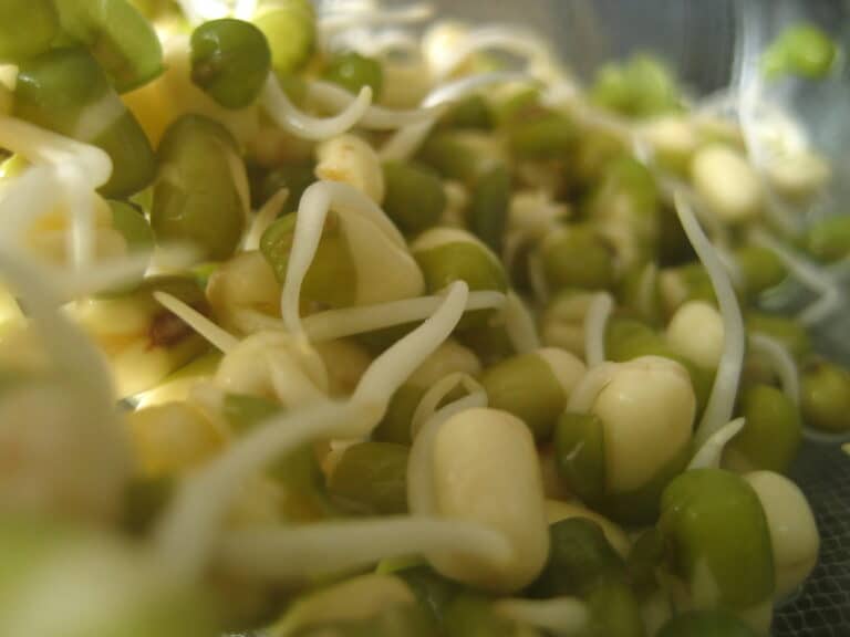 Substitutes for Bean Sprouts – What Can I Use Instead?