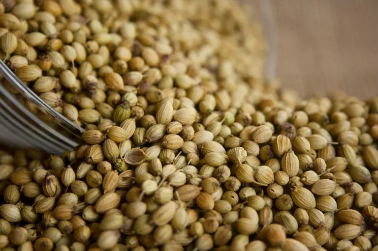 Substitutes for Coriander – What can I use Instead?