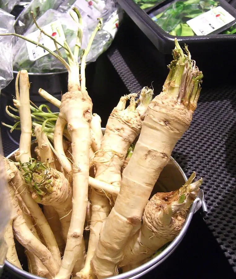 Substitutes for Horseradish – What Can I Use Instead?