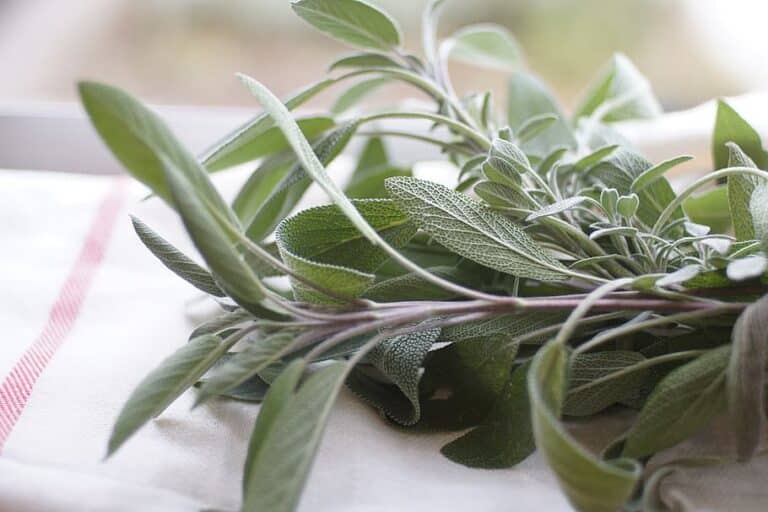 Substitutes For Sage – What Can I Use Instead?