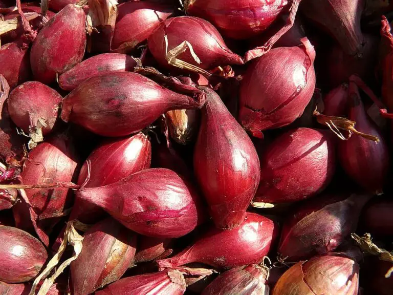 Substitutes For Shallots – What Can I Use Instead?