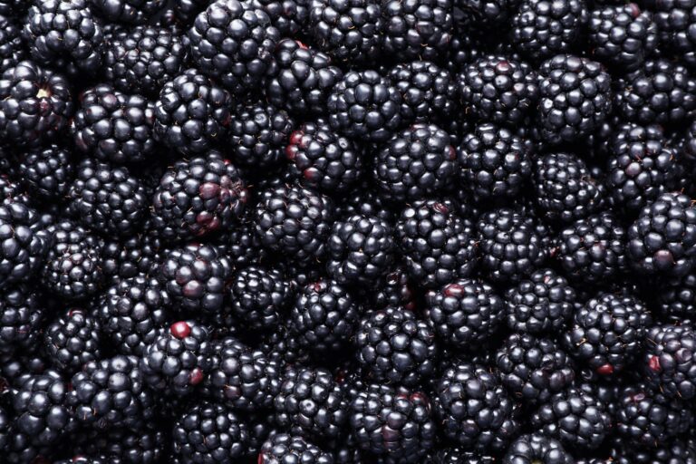 How Long do Blackberries Last? Can They go Bad?