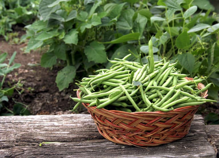 How Long Do Green Beans Last? Can They Go Bad?