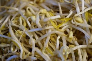 bean sprouts 2