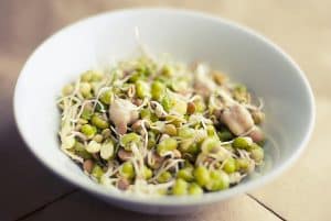 soybean sprouts