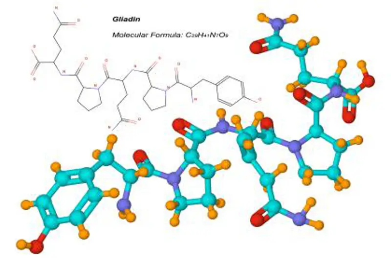 Gliaden Molecule Protein