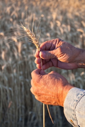 Hands holding wheat stalk